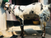 যমুনাপুরী ক্রস ছাগল
